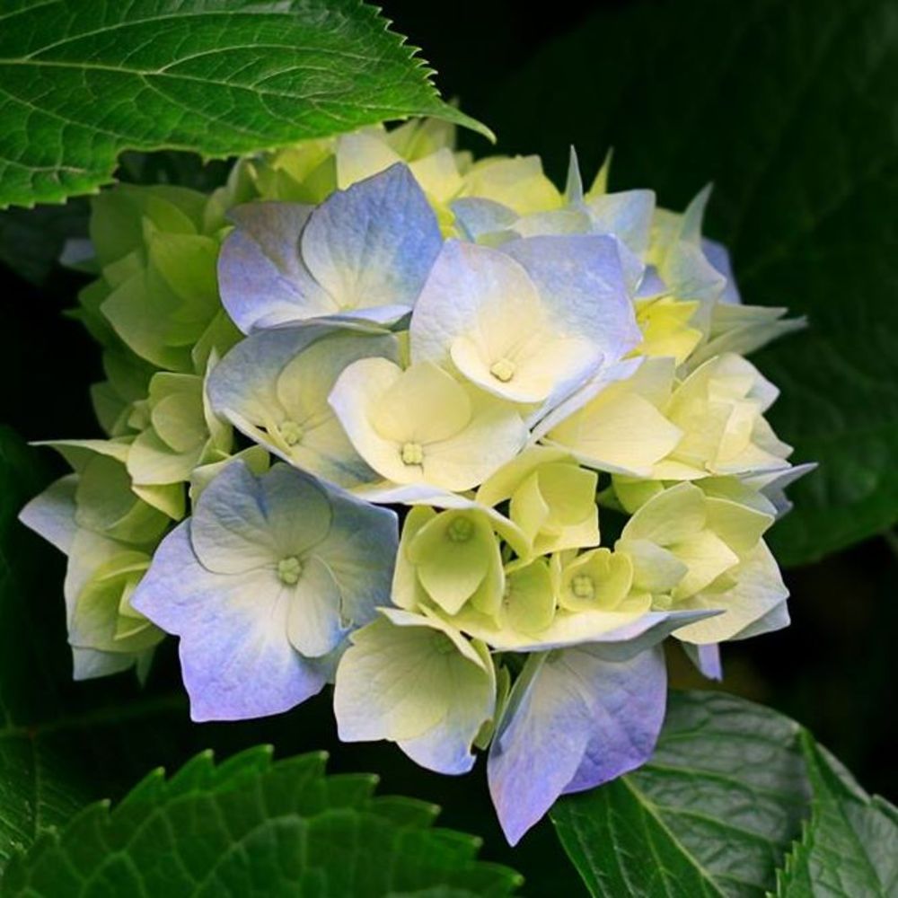 Meet your Posher, Yvonne